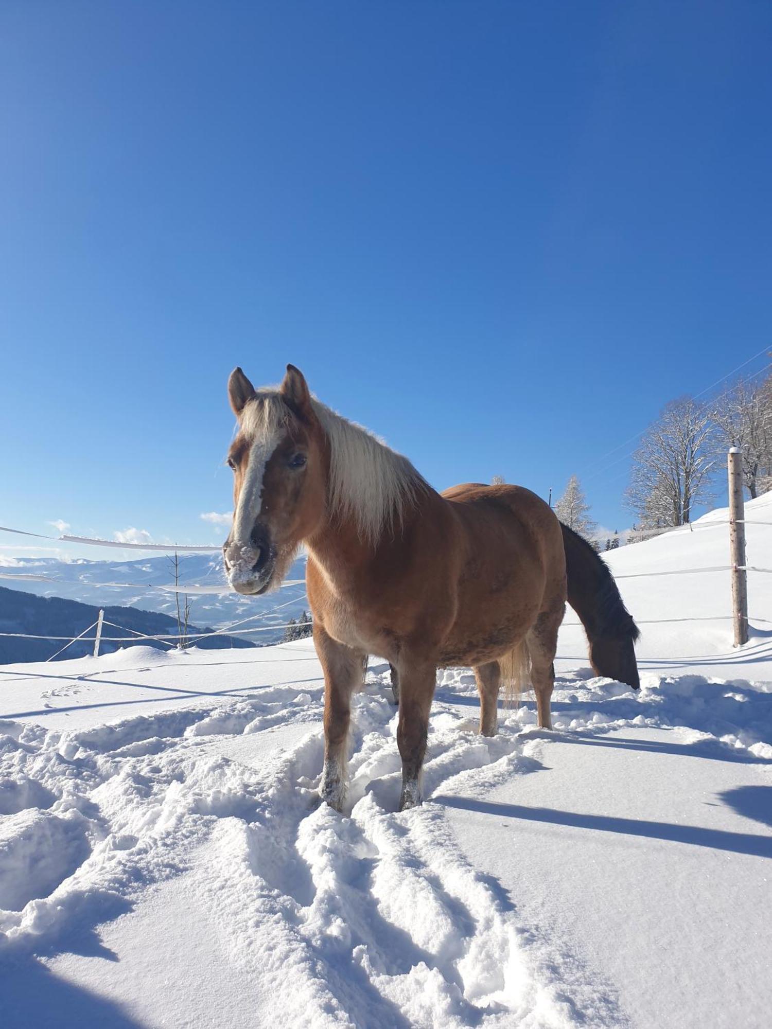 Bauernhof Pension Juri Obergosel Екстер'єр фото